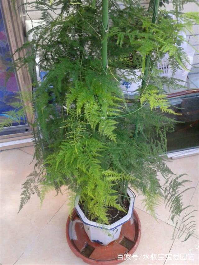 玫瑰花怎么养殖方法