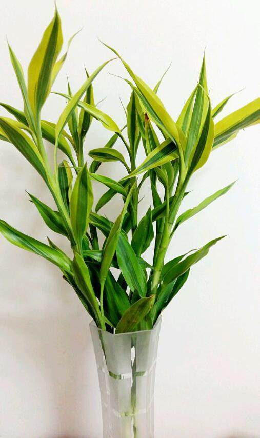 移虫方法：植物养殖的关键技巧
