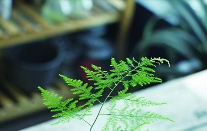 盆栽三角梅的修剪方法：打造繁茂花海的关键技巧