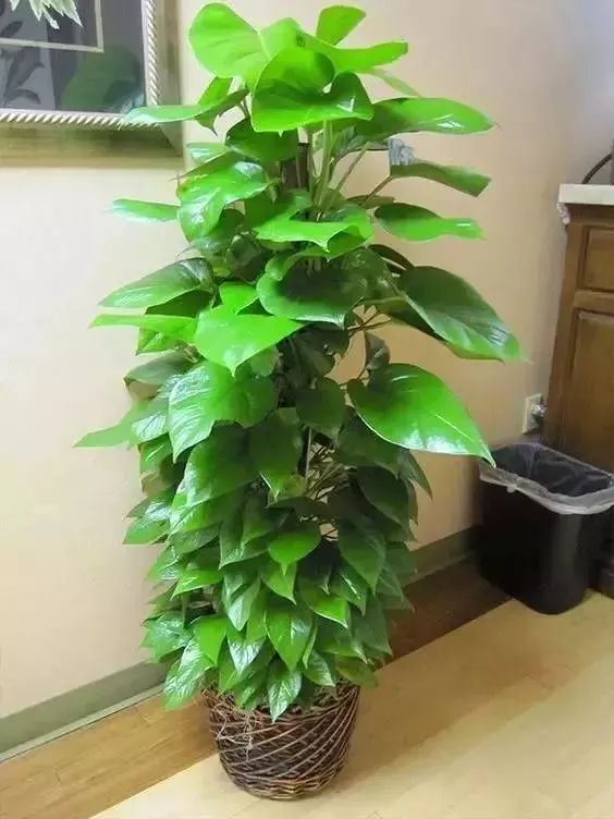 天竺葵扦插繁殖方法：轻松掌握家庭园艺新技能
