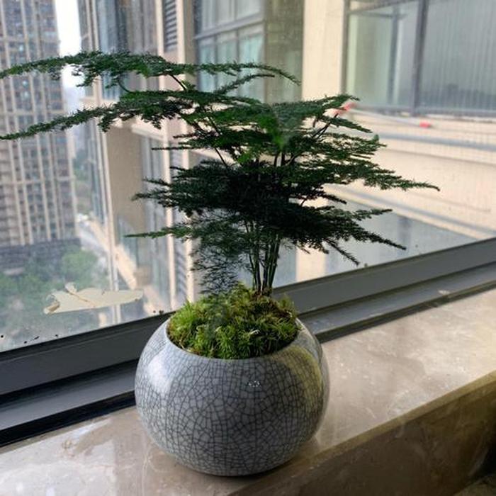种香菜的方法：打造绿色香草园