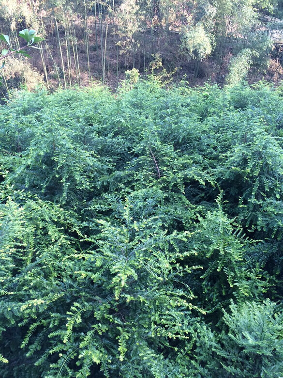 土豆种植时间和方法：园艺爱好者的指南