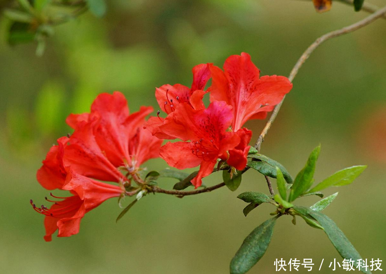 文竹扦插繁殖方法：家庭养植新篇章