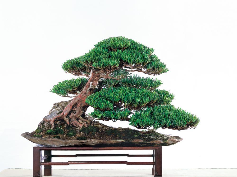 扦插粗枝石榴：掌握技巧，养出繁茂盆栽