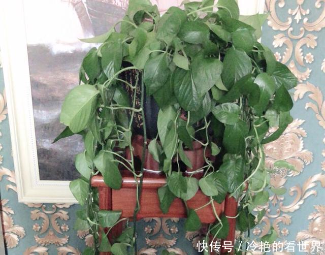 雏菊种子的种植方法如下