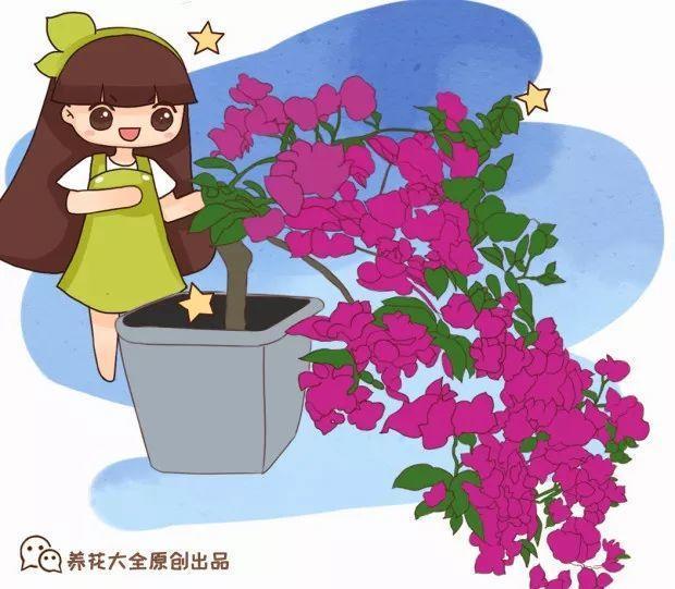 标题：圆叶子的盆栽植物图片——探索自然之美，点亮家居温馨