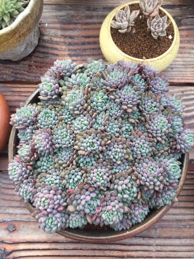 水葫芦的防治方法