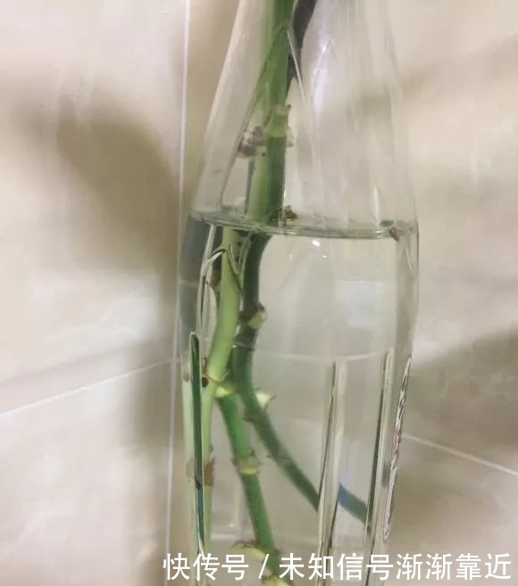 天竺葵的种植方法：掌握要领，养出繁茂植株