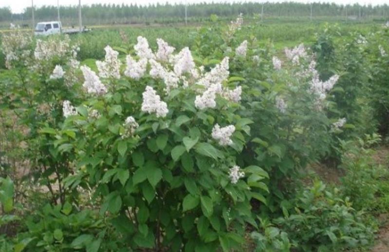 迎春花怎么养殖方法：春日里的园艺指南