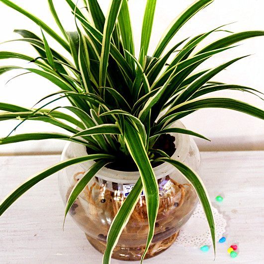 大姜种植方法：掌握关键技巧，实现高产丰收