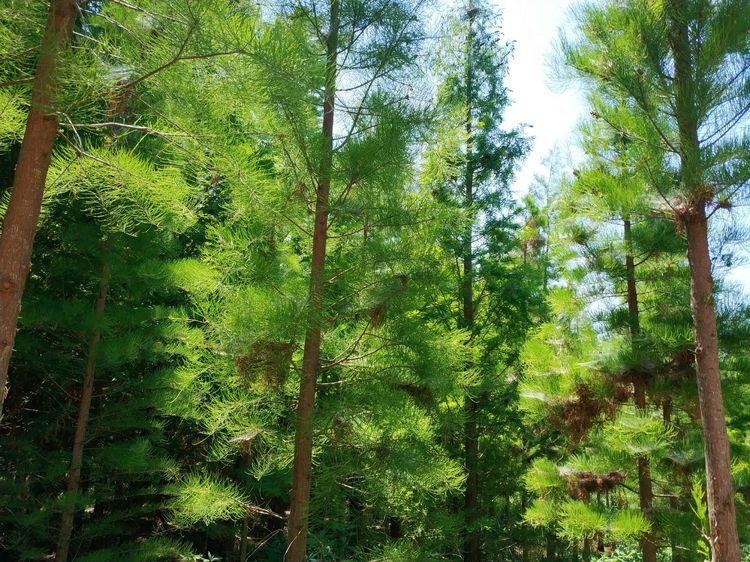 水致养殖方法：开启高效植物养殖新篇章