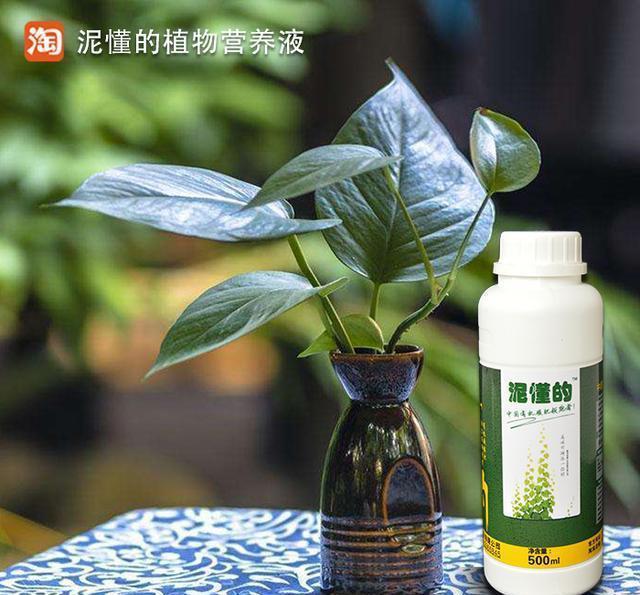 大面积薰衣草种植方法：实现紫色梦幻庄园的梦想