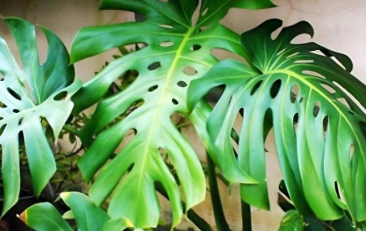 葱的种植方法和时间：掌握要领，丰收在望