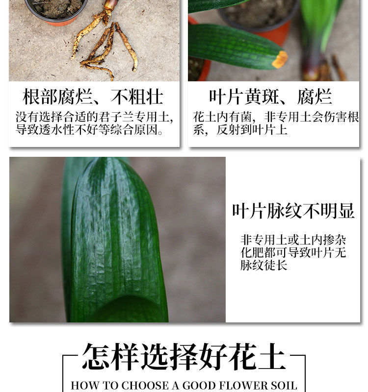 招财树养护方法：让您的绿植带来好运
