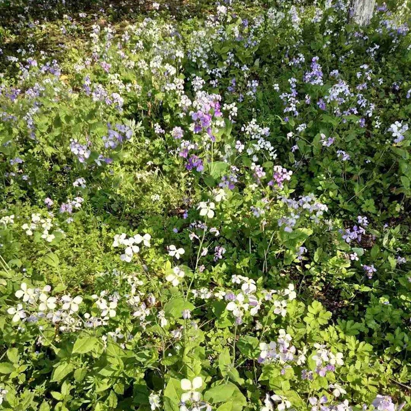 什么可以茶花扦插？探索高效的繁殖方法