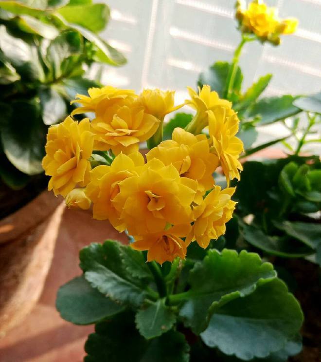 韭菜种植最简单方法：轻松成为家庭菜园高手