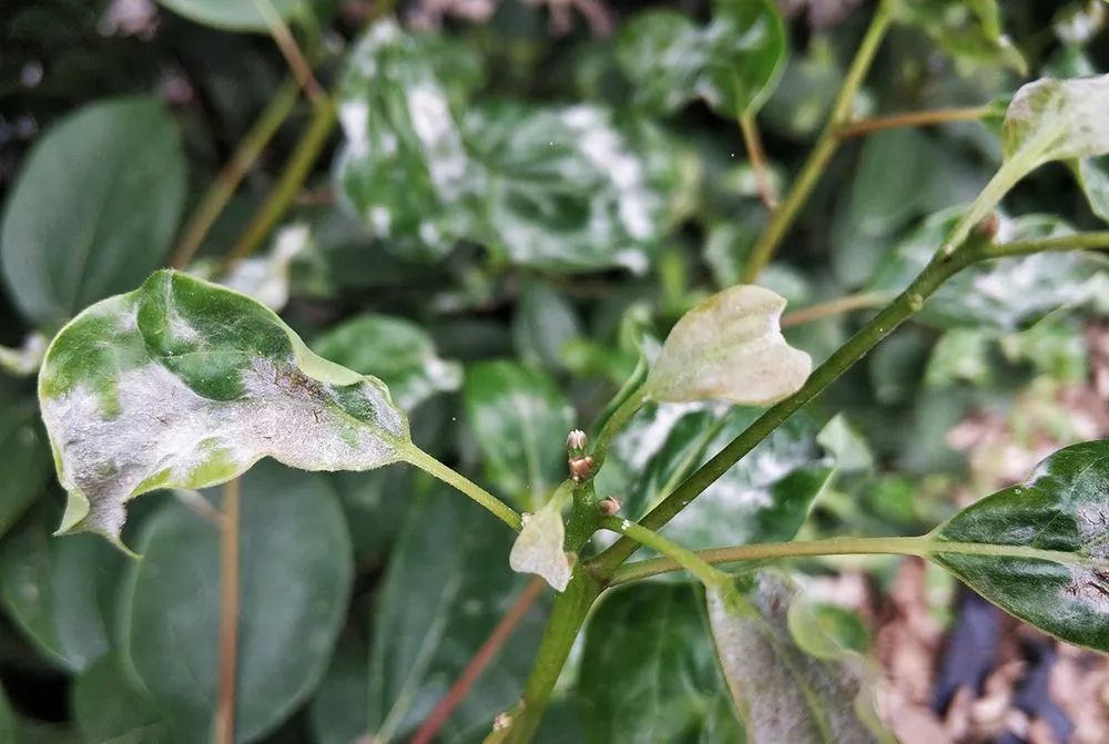 茼蒿的种植方法：掌握要领，轻松种植绿色美味