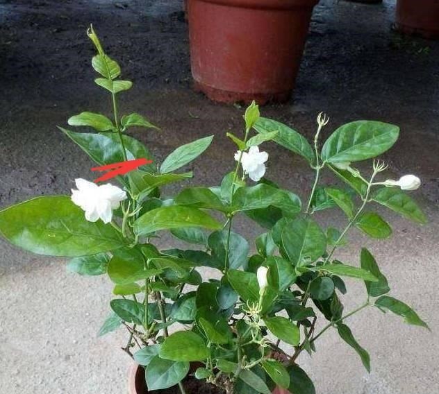 韭菜怎么种植方法：从选种到收获的全程指南