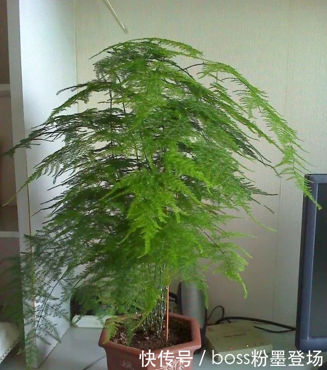 蟹塘消毒最佳方法：保障螃蟹健康生长的关键步骤
