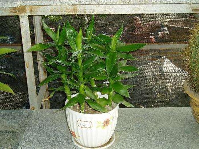 番茄播种方法：掌握要领，轻松种植美味番茄
