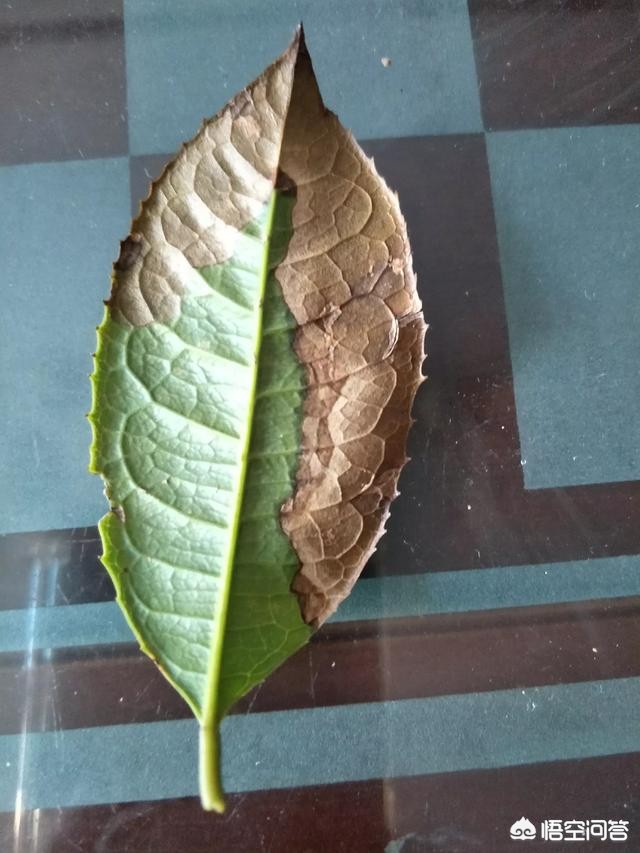 绿植养殖方法：让家中的绿色生机勃勃