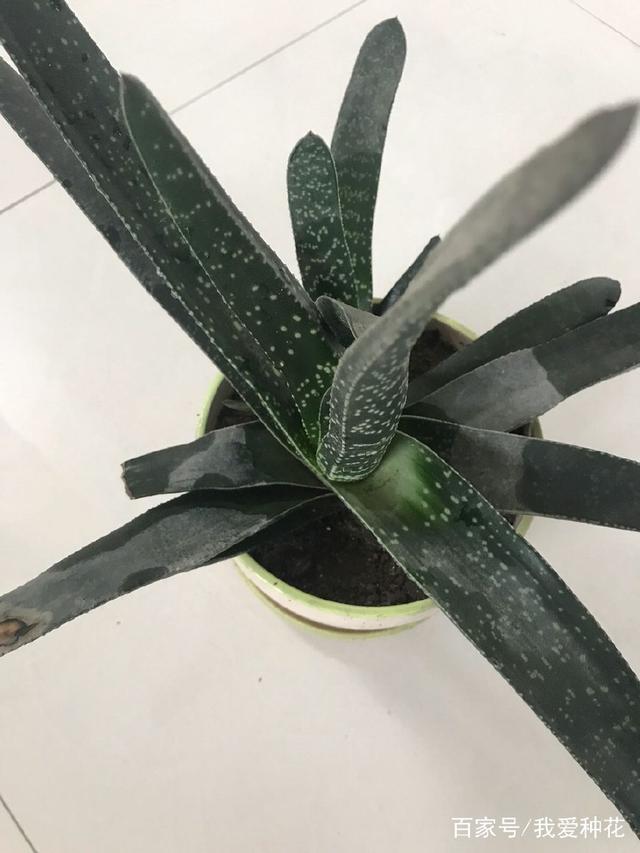 怎么种小盆栽：家庭绿意的精致养成指南