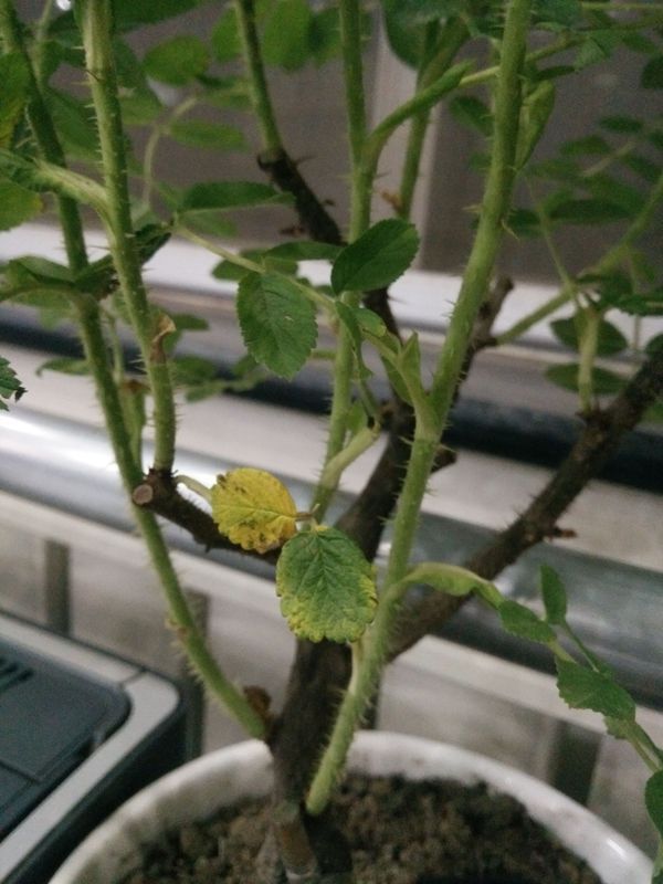 鸡痘的最好治疗方法