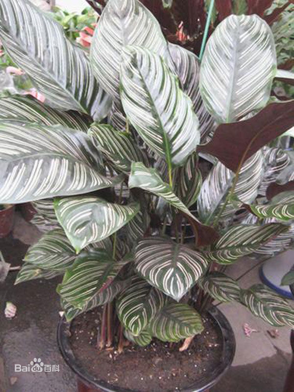 豇豆种植时间和方法：家庭菜园的绿色宝藏