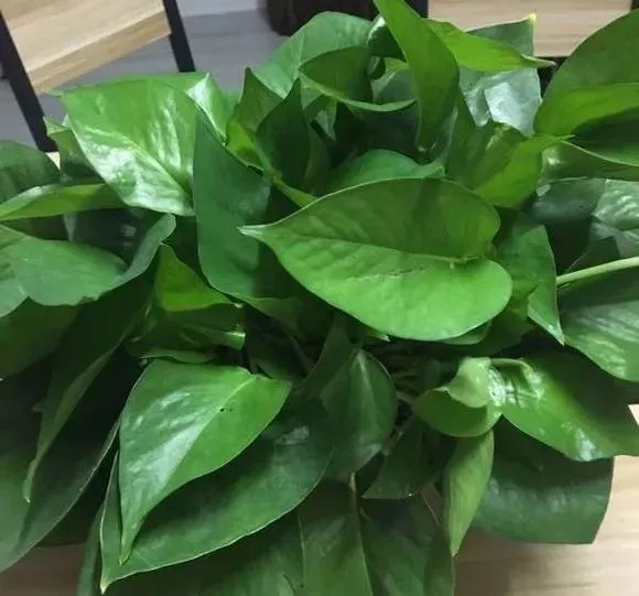 西葫芦种植方法：从播种到收获的全程指南