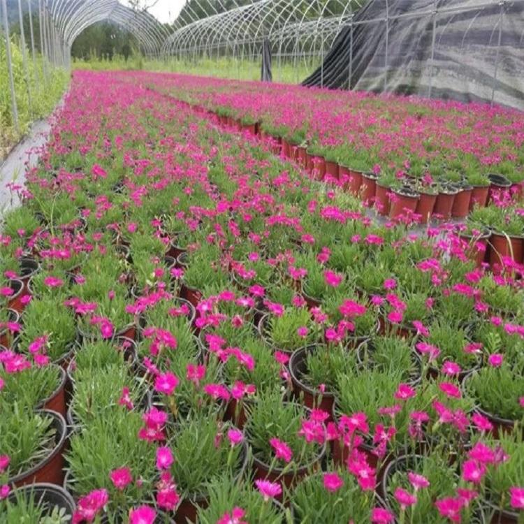 种植百合花的方法：打造您的私家花园