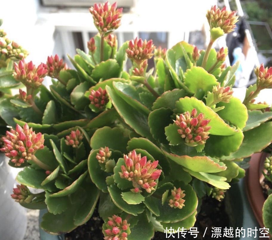 狼尾蕨的扦插方法图片：详解种植技巧