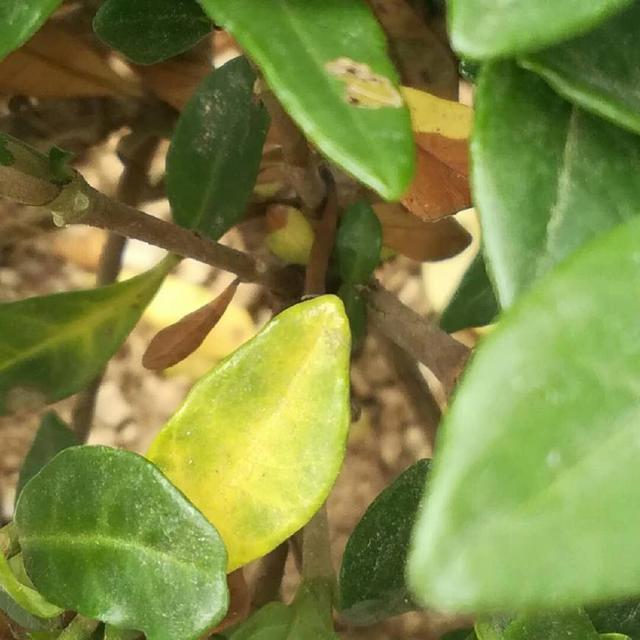 盆栽百香果怎么育苗 - 植物养殖园丁指南
