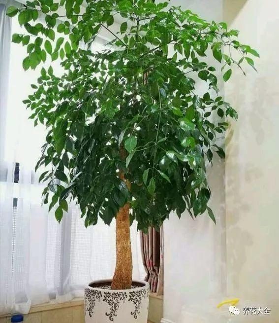 盆栽樱桃种植技术：掌握关键要点，让樱桃盆栽在家绽放