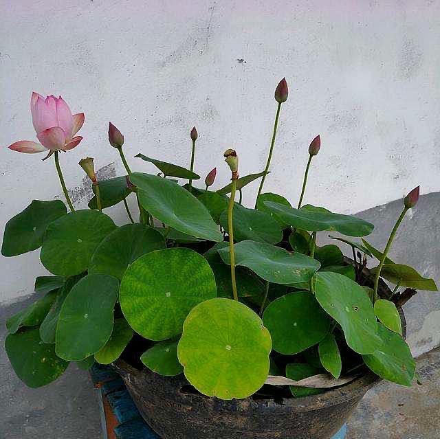 红枫种植方法：打造秋季色彩斑斓的景观