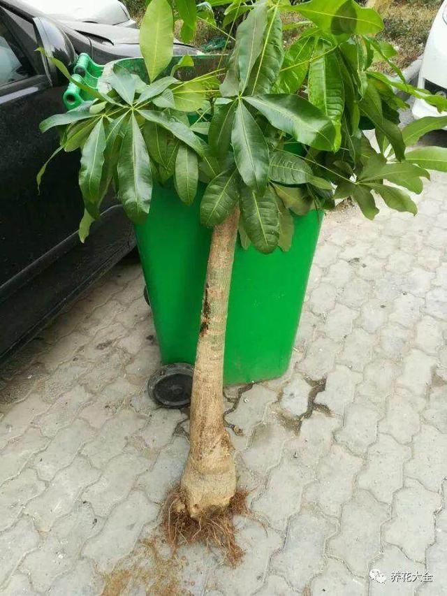 盆栽薰衣草怎样养：让香气四溢的秘诀