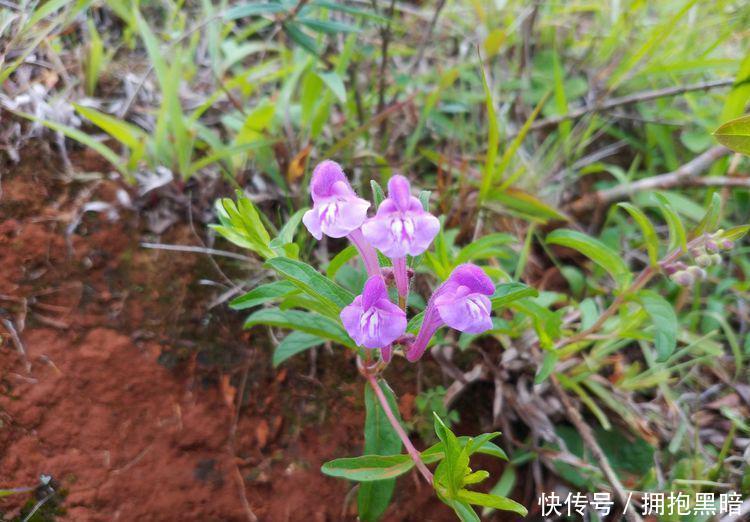 黄豆苗的种植方法：从种子到丰收的全程指南