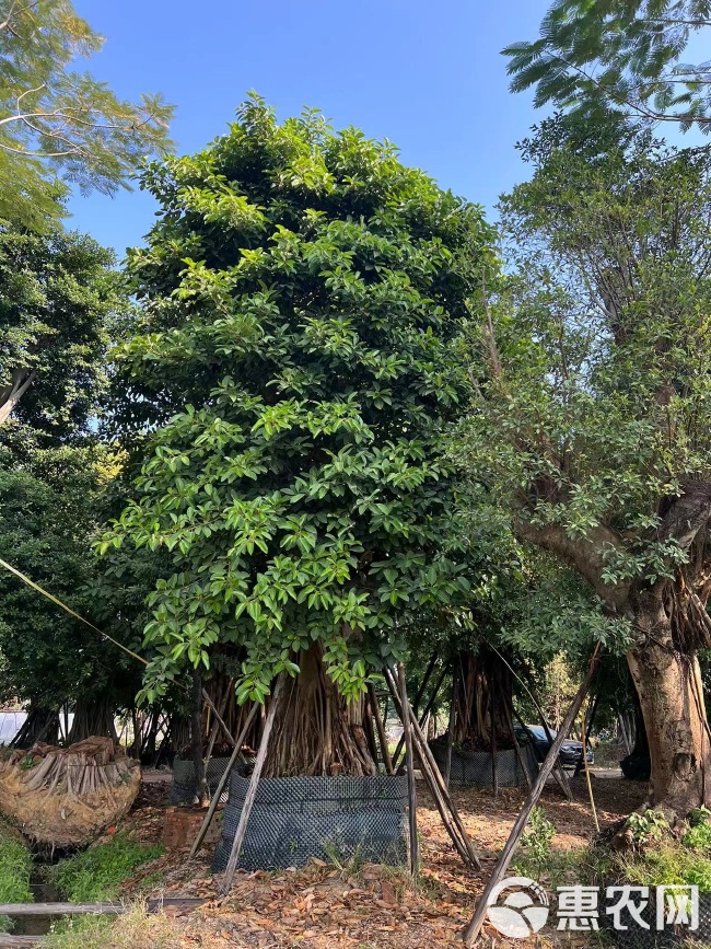盆栽苹果树冬眠吗？揭秘盆栽苹果树的冬季养护