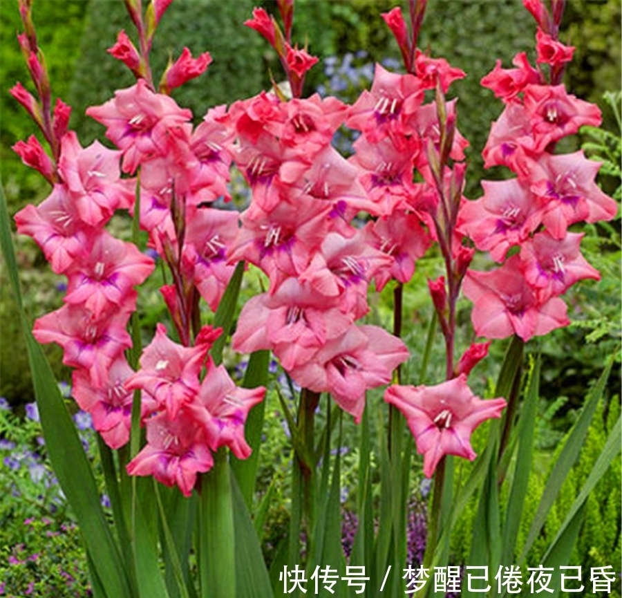 绣球养殖方法：打造私家花园的亮点