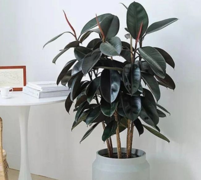 君子兰子播种方法视频：详解种植步骤与技巧