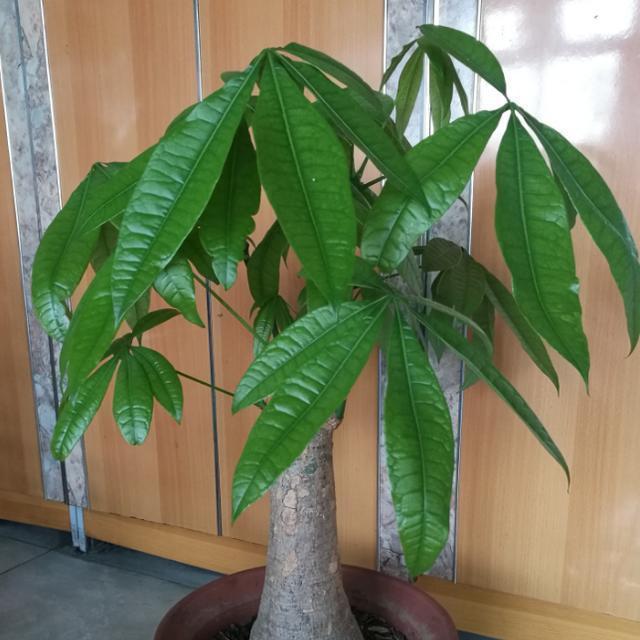 紫吊竹梅的养殖方法：掌握关键要点，养出繁茂植株
