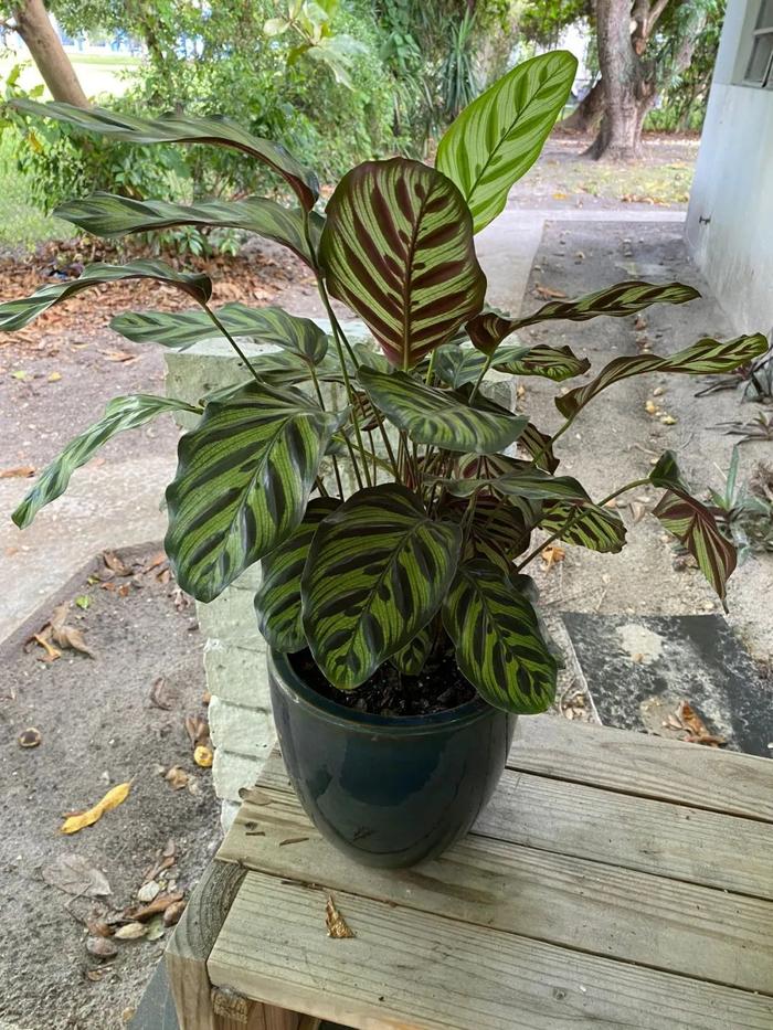 风信子的种植方法和注意事项