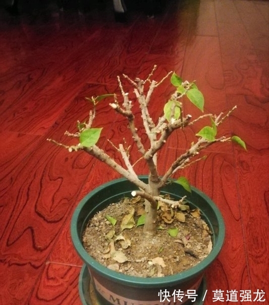 种芝麻的方法：从种植到收获的全指南