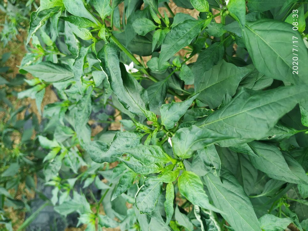 月季培育方法：让您的花园绽放四季之美