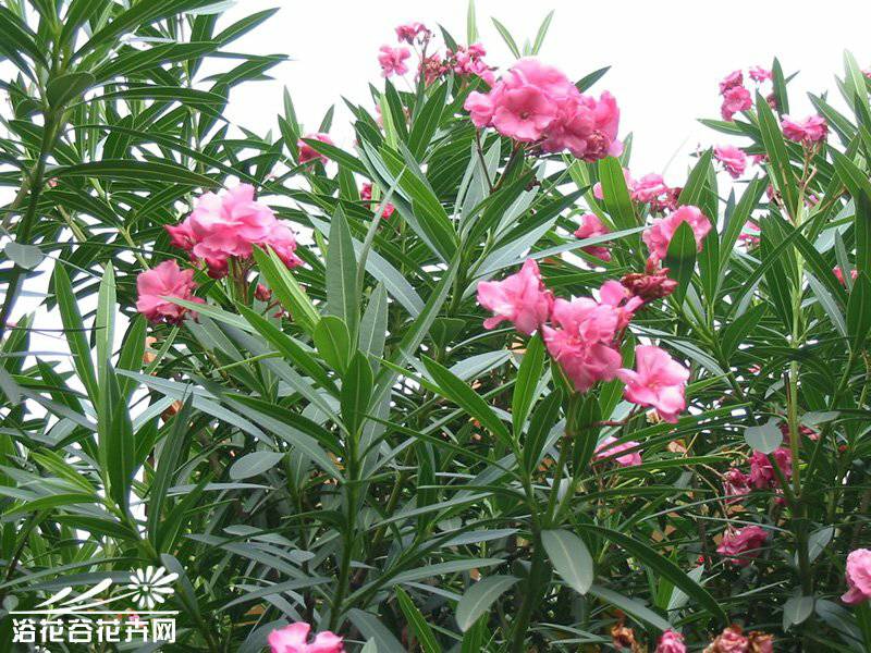 桂花种植方法 盆栽：打造家中迷你花园