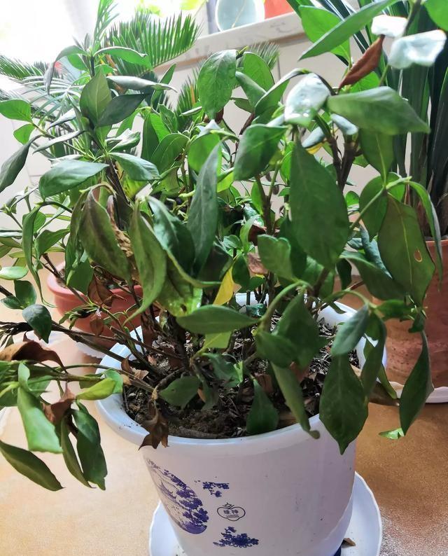 招财树盆栽怎么养：掌握秘诀，让财运滚滚来
