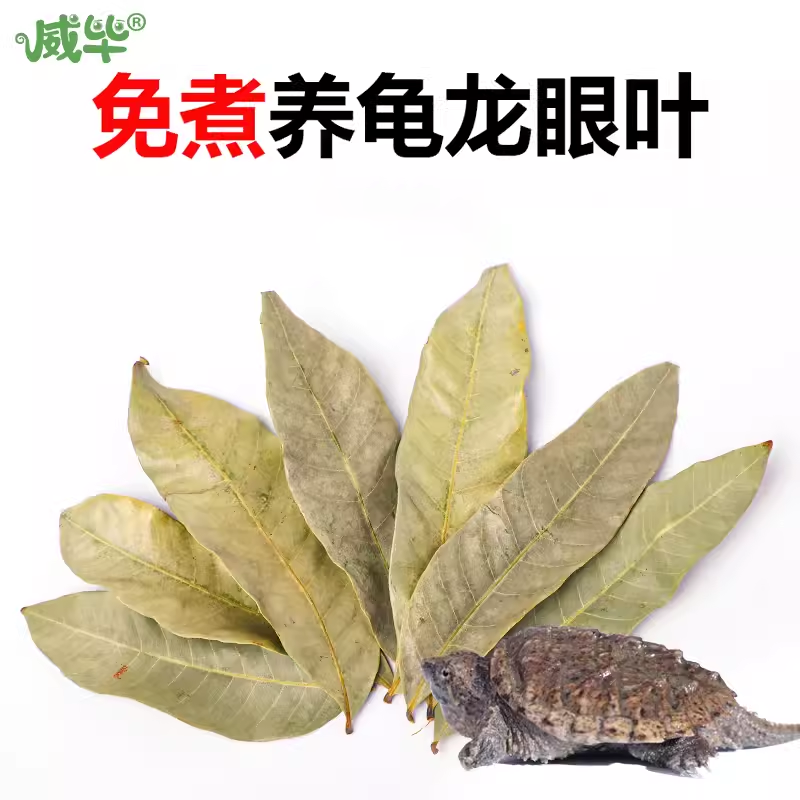 蒲公英的播种方法