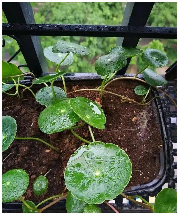 植物金钱树的养殖方法