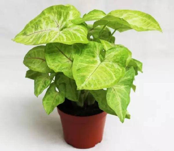 盆栽木香花冬天：养护技巧与注意事项