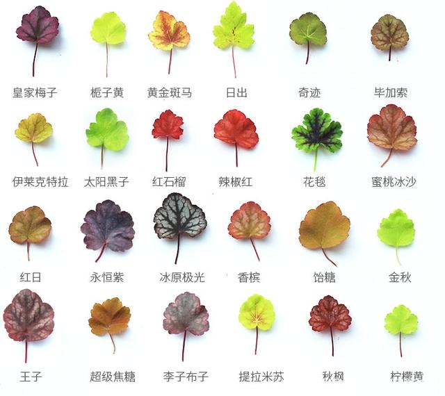 盆栽月季注意事项