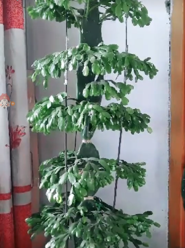 盆栽榕树扦插：掌握技巧，轻松繁殖